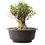 Acer buergerianum, 31 cm, ± 35 años, con un nebari de 20 cm