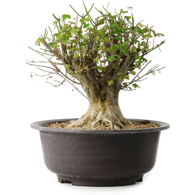 Acer buergerianum, 31 cm, ± 35 jaar oud, met een nebari van 20 cm