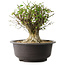Acer buergerianum, 31 cm, ± 35 años, con un nebari de 20 cm