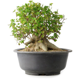 Acer buergerianum, 30 cm, ± 35 años