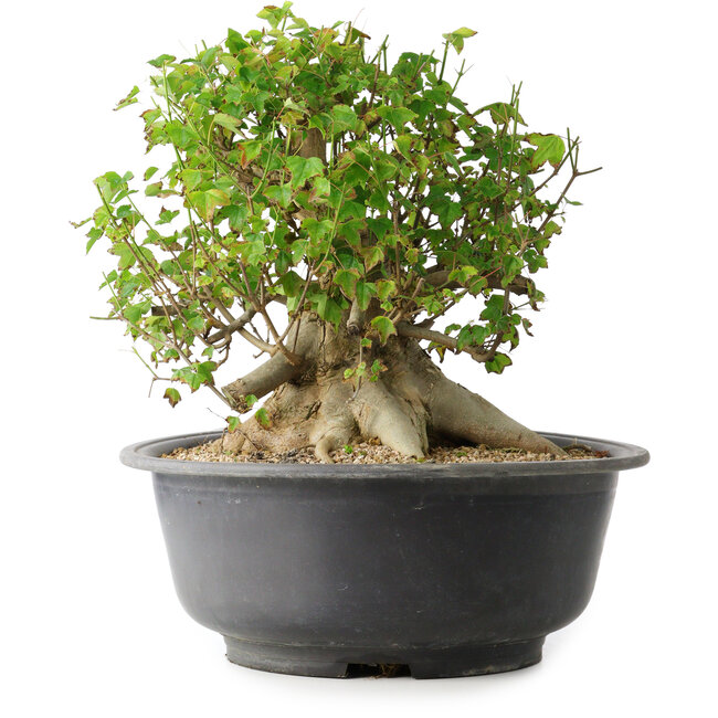 Acer buergerianum, 30 cm, ± 35 años, con un nebari de 27 cm