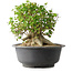 Acer buergerianum, 30 cm, ± 35 anni, con un nebari di 27 cm