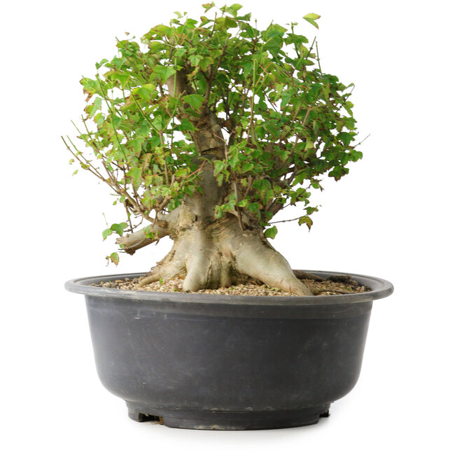 Acer buergerianum, 30 cm, ± 35 ans, avec un nebari de 27 cm