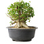 Acer buergerianum, 30 cm, ± 35 anni, con un nebari di 27 cm