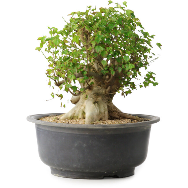 Acer buergerianum, 30 cm, ± 35 Jahre alt, mit einem Nebari von 27 cm