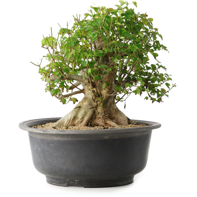 Acer buergerianum, 30 cm, ± 35 años, con un nebari de 27 cm