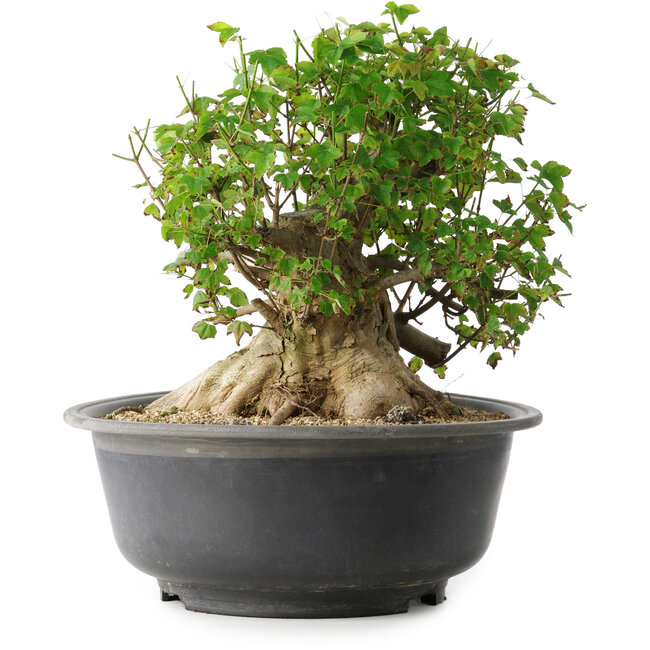 Acer buergerianum, 30 cm, ± 35 ans, avec un nebari de 27 cm