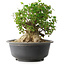 Acer buergerianum, 30 cm, ± 35 anni, con un nebari di 27 cm