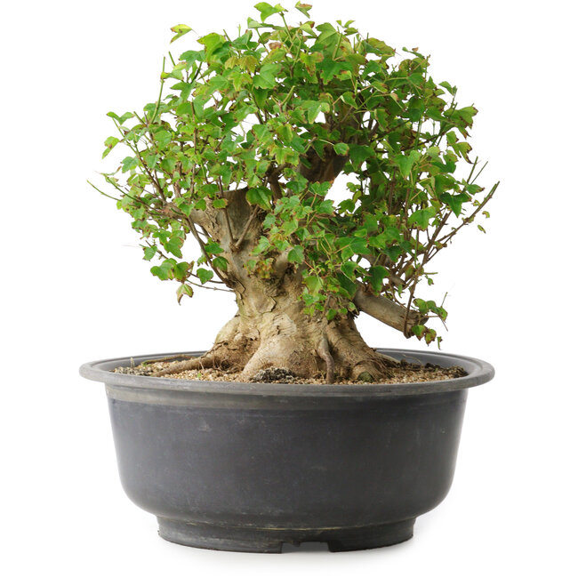 Acer buergerianum, 30 cm, ± 35 Jahre alt, mit einem Nebari von 27 cm