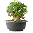Acer buergerianum, 30 cm, ± 35 anni, con un nebari di 27 cm
