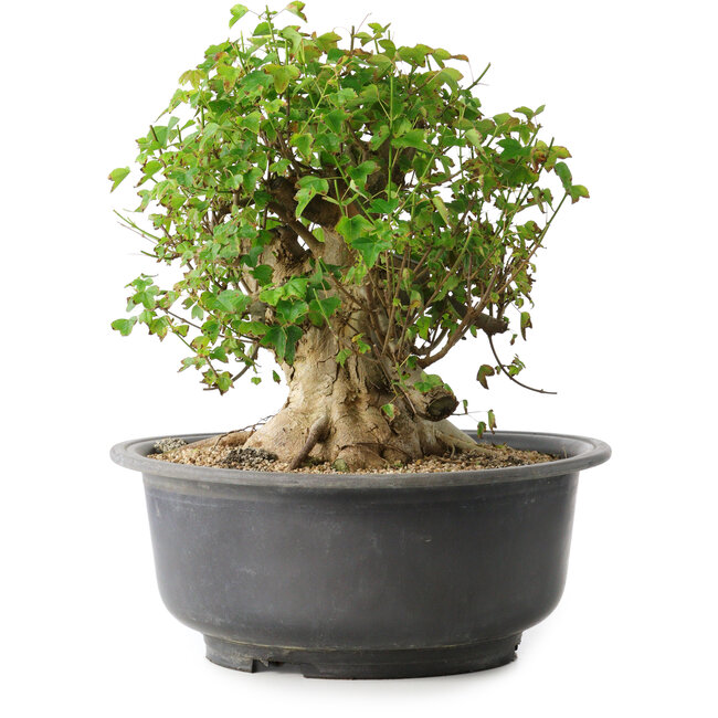 Acer buergerianum, 30 cm, ± 35 ans, avec un nebari de 27 cm