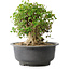 Acer buergerianum, 30 cm, ± 35 anni, con un nebari di 27 cm