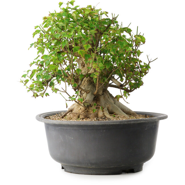 Acer buergerianum, 30 cm, ± 35 años, con un nebari de 27 cm