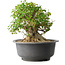 Acer buergerianum, 30 cm, ± 35 anni, con un nebari di 27 cm