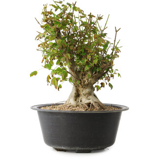 Acer buergerianum, 32,5 cm, ± 30 años