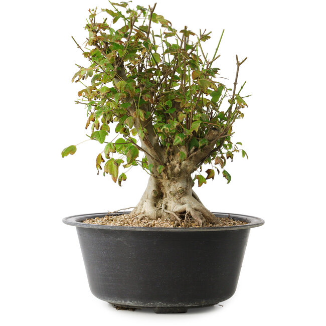 Acer buergerianum, 32,5 cm, ± 30 años, con un nebari de 19,5 cm