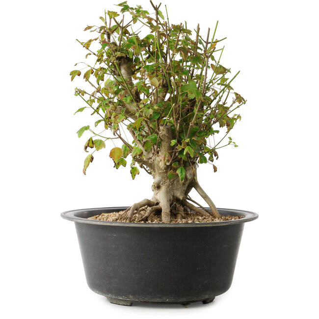 Acer buergerianum, 32,5 cm, ± 30 años, con un nebari de 19,5 cm