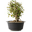 Acer buergerianum, 32,5 cm, ± 30 años, con un nebari de 19,5 cm