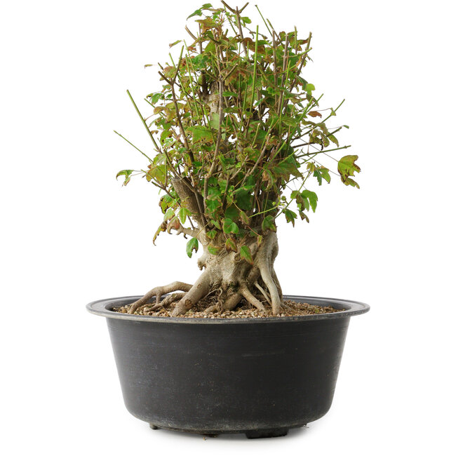 Acer buergerianum, 32,5 cm, ± 30 anni, con un nebari di 19,5 cm