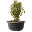 Acer buergerianum, 32,5 cm, ± 30 años, con un nebari de 19,5 cm