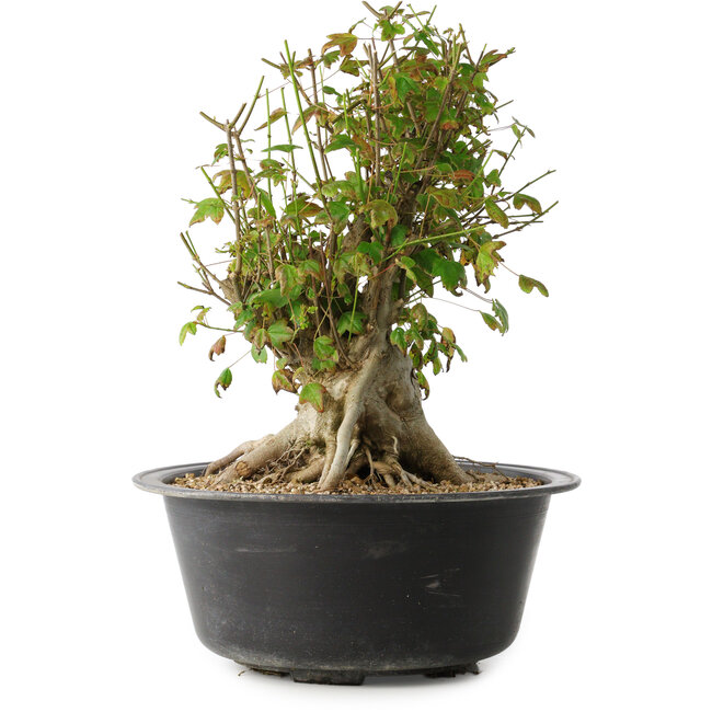 Acer buergerianum, 32,5 cm, ± 30 jaar oud, met een nebari van 19,5 cm