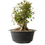 Acer buergerianum, 32,5 cm, ± 30 años, con un nebari de 19,5 cm