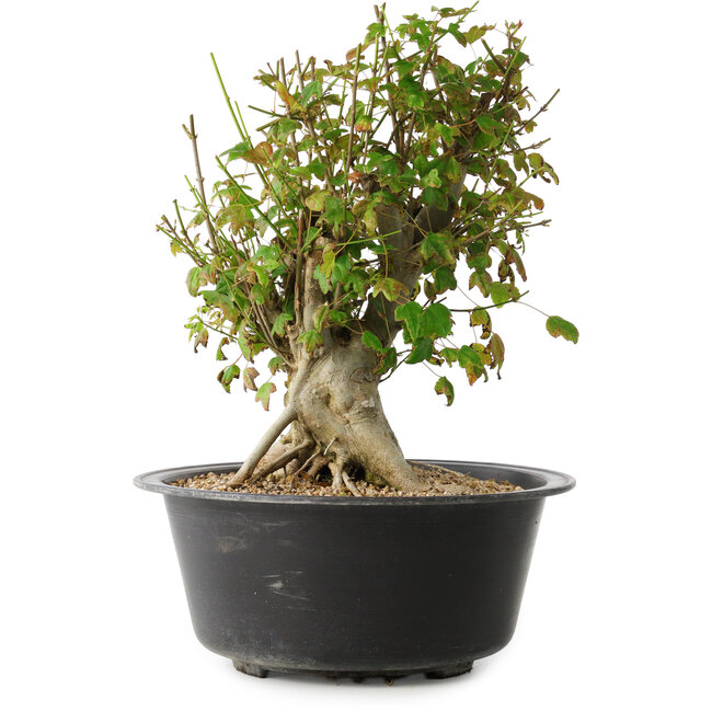 Acer buergerianum, 32,5 cm, ± 30 anni, con un nebari di 19,5 cm