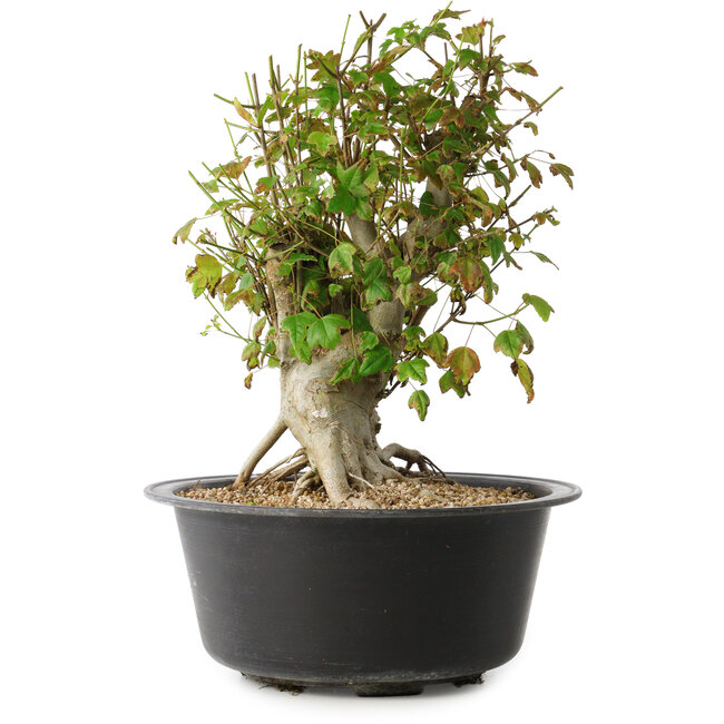 Acer buergerianum, 32,5 cm, ± 30 Jahre alt, mit einem Nebari von 19,5 cm