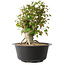 Acer buergerianum, 32,5 cm, ± 30 años, con un nebari de 19,5 cm