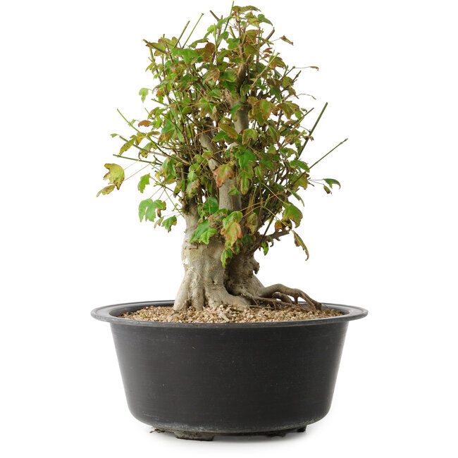 Acer buergerianum, 32,5 cm, ± 30 years old, with a nebari of 19,5 cm
