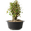 Acer buergerianum, 32,5 cm, ± 30 años, con un nebari de 19,5 cm
