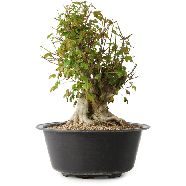 Acer buergerianum, 32,5 cm, ± 30 ans, avec un nebari de 19,5 cm