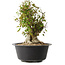 Acer buergerianum, 32,5 cm, ± 30 años, con un nebari de 19,5 cm