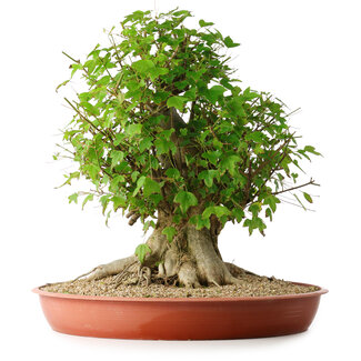 Acer buergerianum, 44 cm, ± 35 años