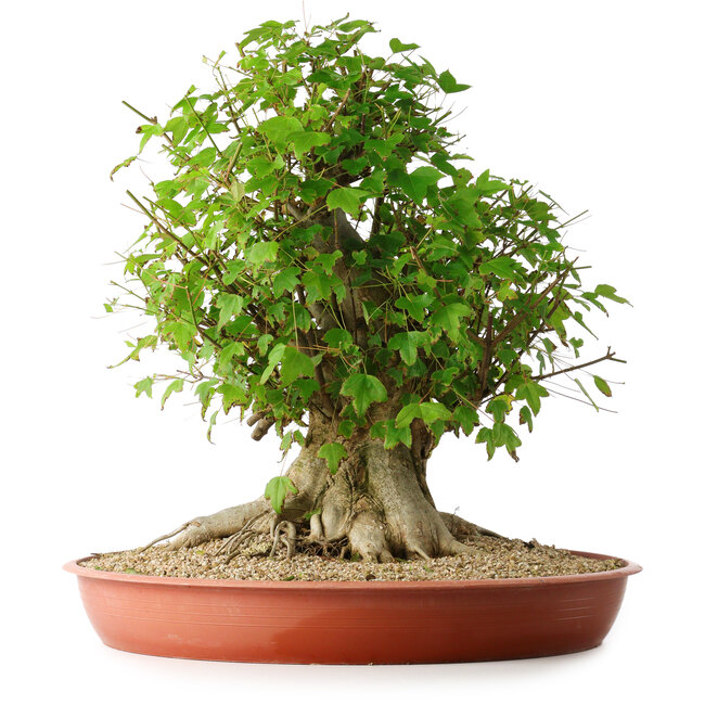 Acer buergerianum, 44 cm, ± 35 años, con un nebari de 22 cm