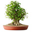 Acer buergerianum, 44 cm, ± 35 años, con un nebari de 22 cm