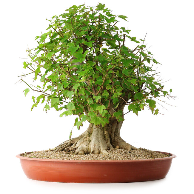 Acer buergerianum, 44 cm, ± 35 años, con un nebari de 22 cm