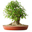 Acer buergerianum, 44 cm, ± 35 años, con un nebari de 22 cm