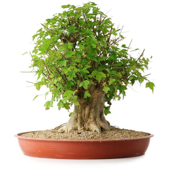 Acer buergerianum, 44 cm, ± 35 anni, con un nebari di 22 cm
