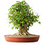 Acer buergerianum, 44 cm, ± 35 años, con un nebari de 22 cm