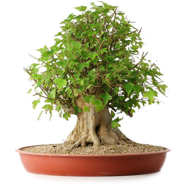 Acer buergerianum, 44 cm, ± 35 años, con un nebari de 22 cm