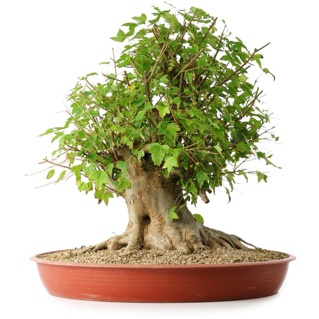 Acer buergerianum, 44 cm, ± 35 años, con un nebari de 22 cm