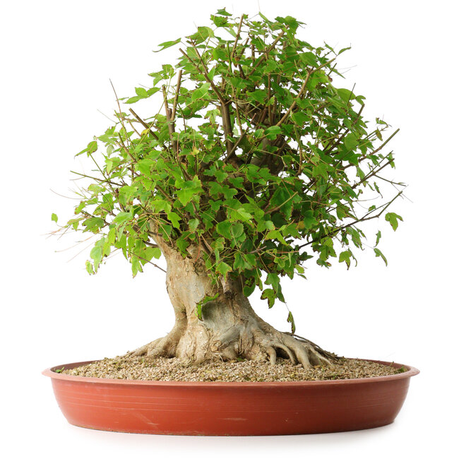 Acer buergerianum, 44 cm, ± 35 years old, with a nebari of 22 cm