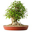 Acer buergerianum, 44 cm, ± 35 años, con un nebari de 22 cm