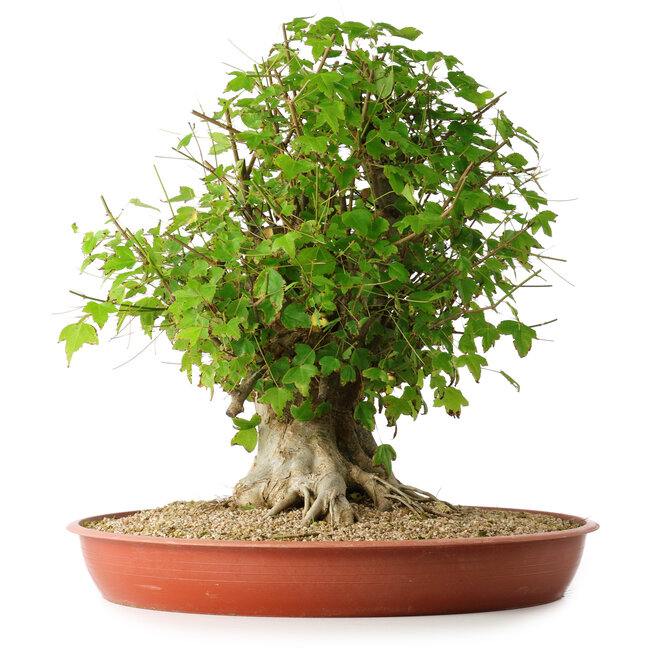 Acer buergerianum, 44 cm, ± 35 ans, avec un nebari de 22 cm