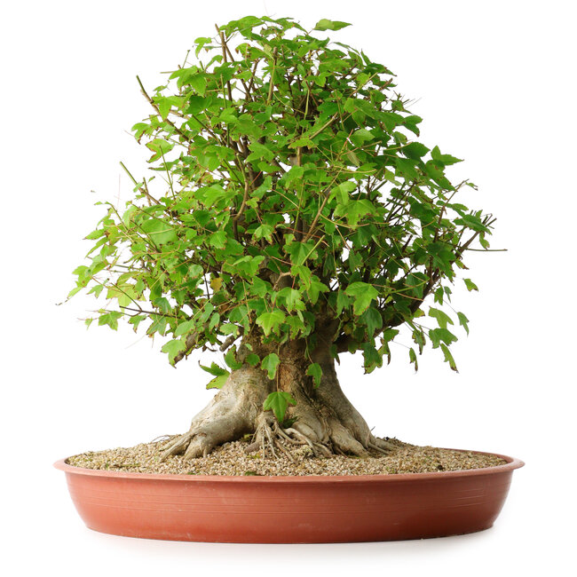 Acer buergerianum, 44 cm, ± 35 anni, con un nebari di 22 cm