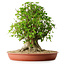 Acer buergerianum, 44 cm, ± 35 años, con un nebari de 22 cm