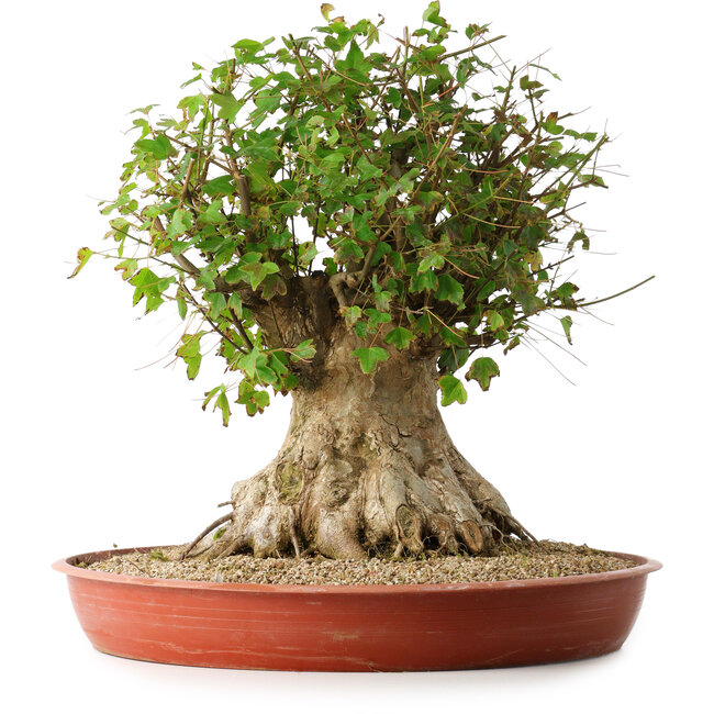 Acer buergerianum, 42,5 cm, ± 35 Jahre alt, mit einem Nebari von 23,5 cm