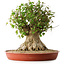 Acer buergerianum, 42,5 cm, ± 35 anni, con un nebari di 23,5 cm