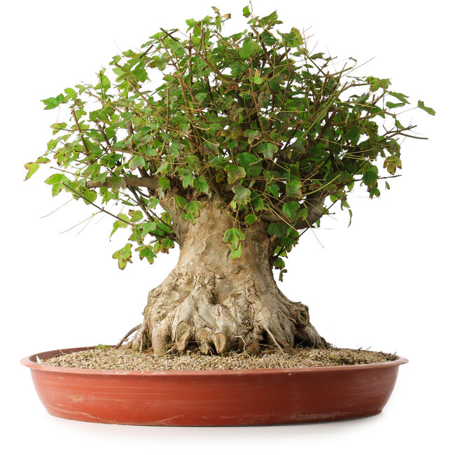 Acer buergerianum, 42,5 cm, ± 35 ans, avec un nebari de 23,5 cm